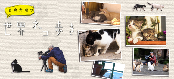 https://www4.nhk.or.jp/nekoaruki/